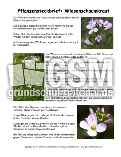 Steckbrief-Wiesenschaumkraut-2.pdf